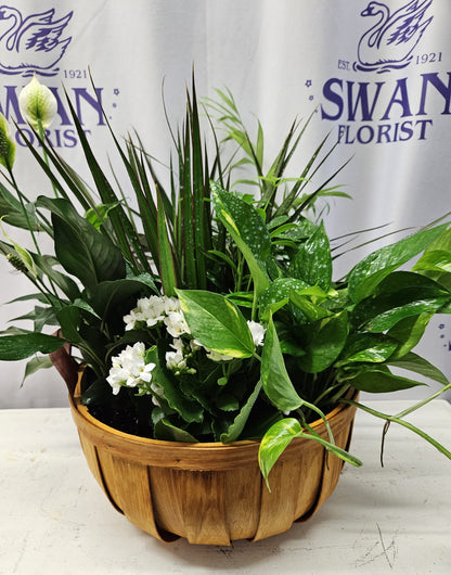Serene Dish Garden – SWAN FLORAL & GIFT SHOP INC, Erlanger KY