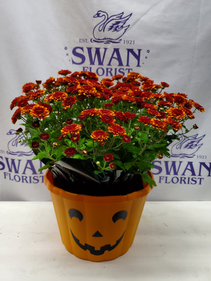 Spooky Garden Mum Plant – SWAN FLORAL & GIFT SHOP INC, Erlanger KY