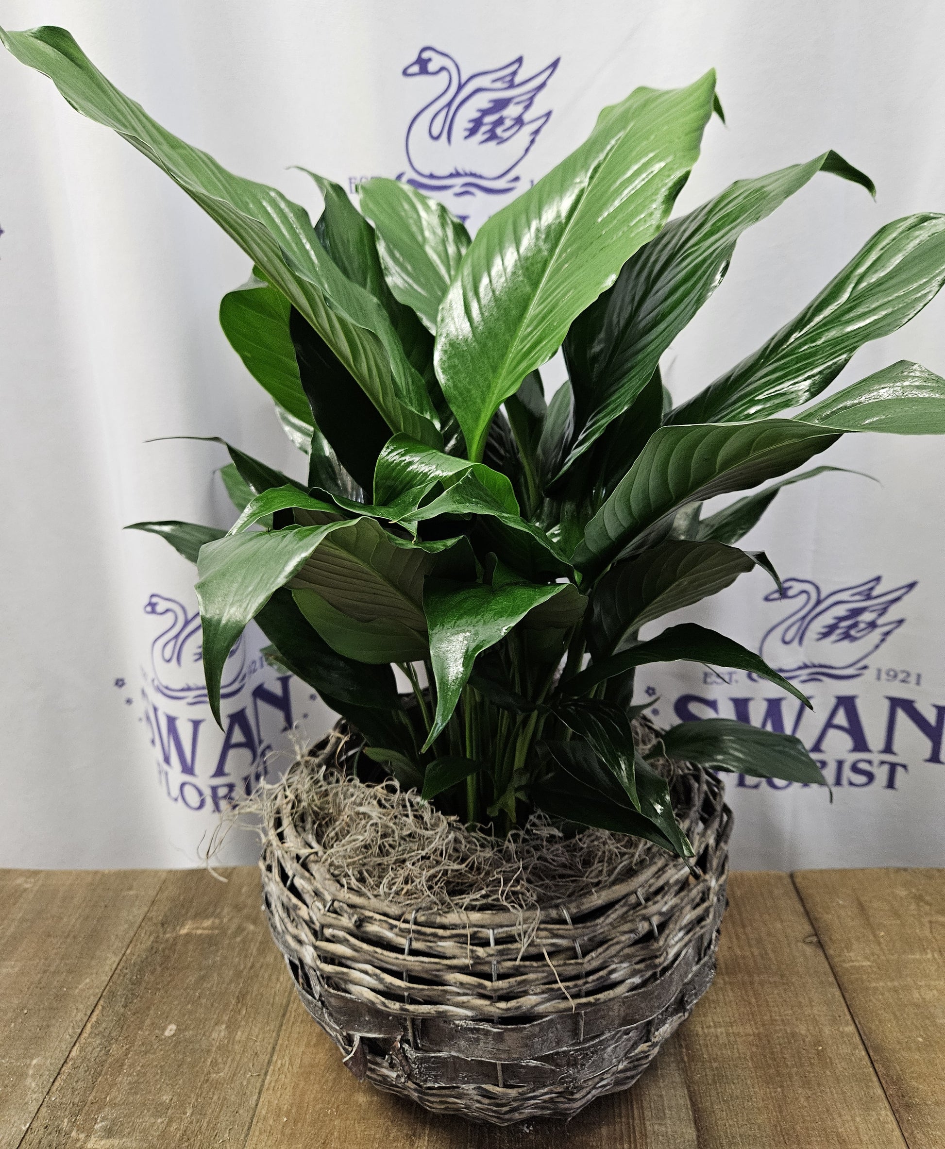 misting peace lily Silver Mist Peace Lily – flower arrangement | Erlanger, KY