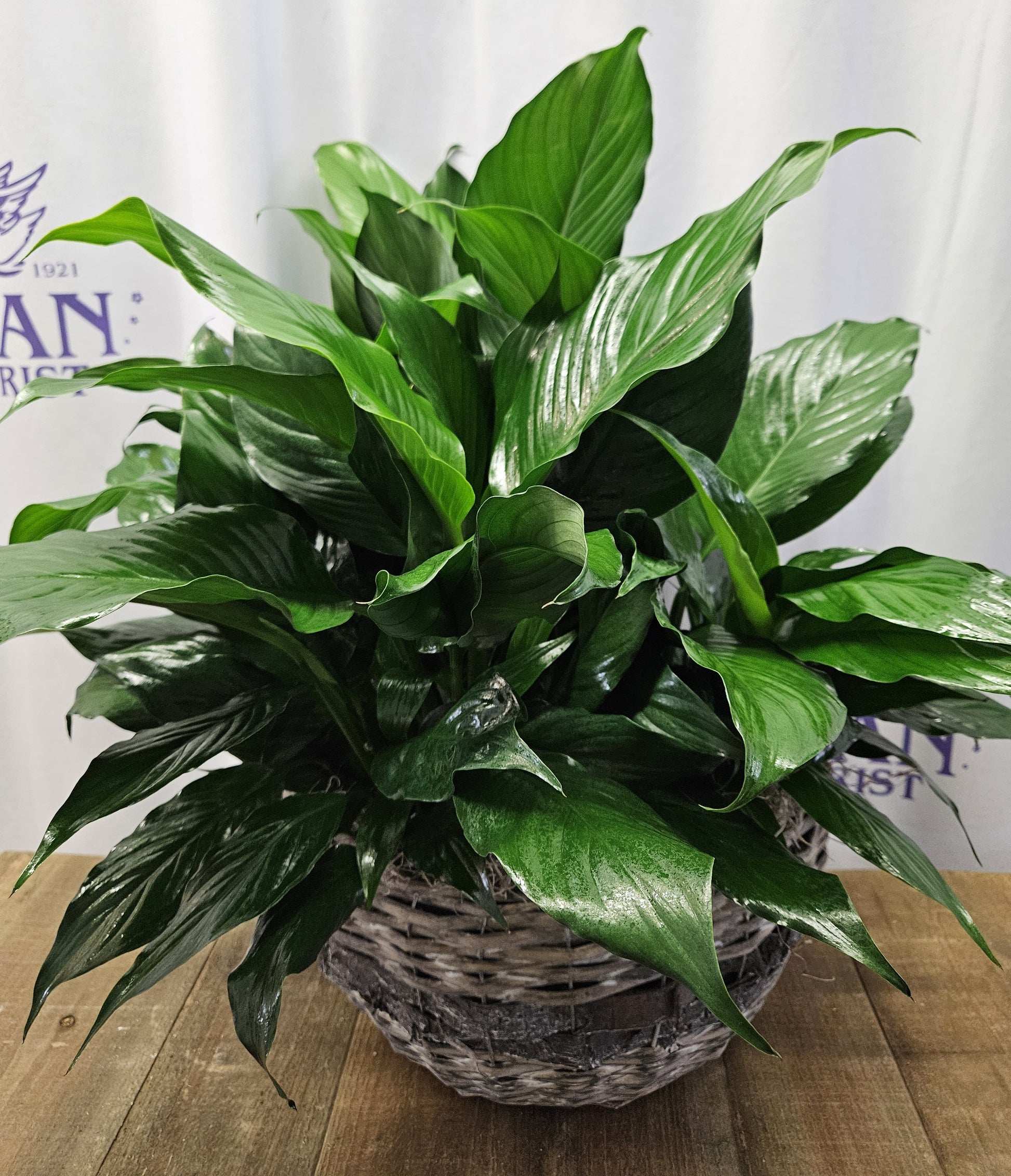 peace lily misting Silver Mist Peace Lily – flower arrangement | Erlanger, KY
