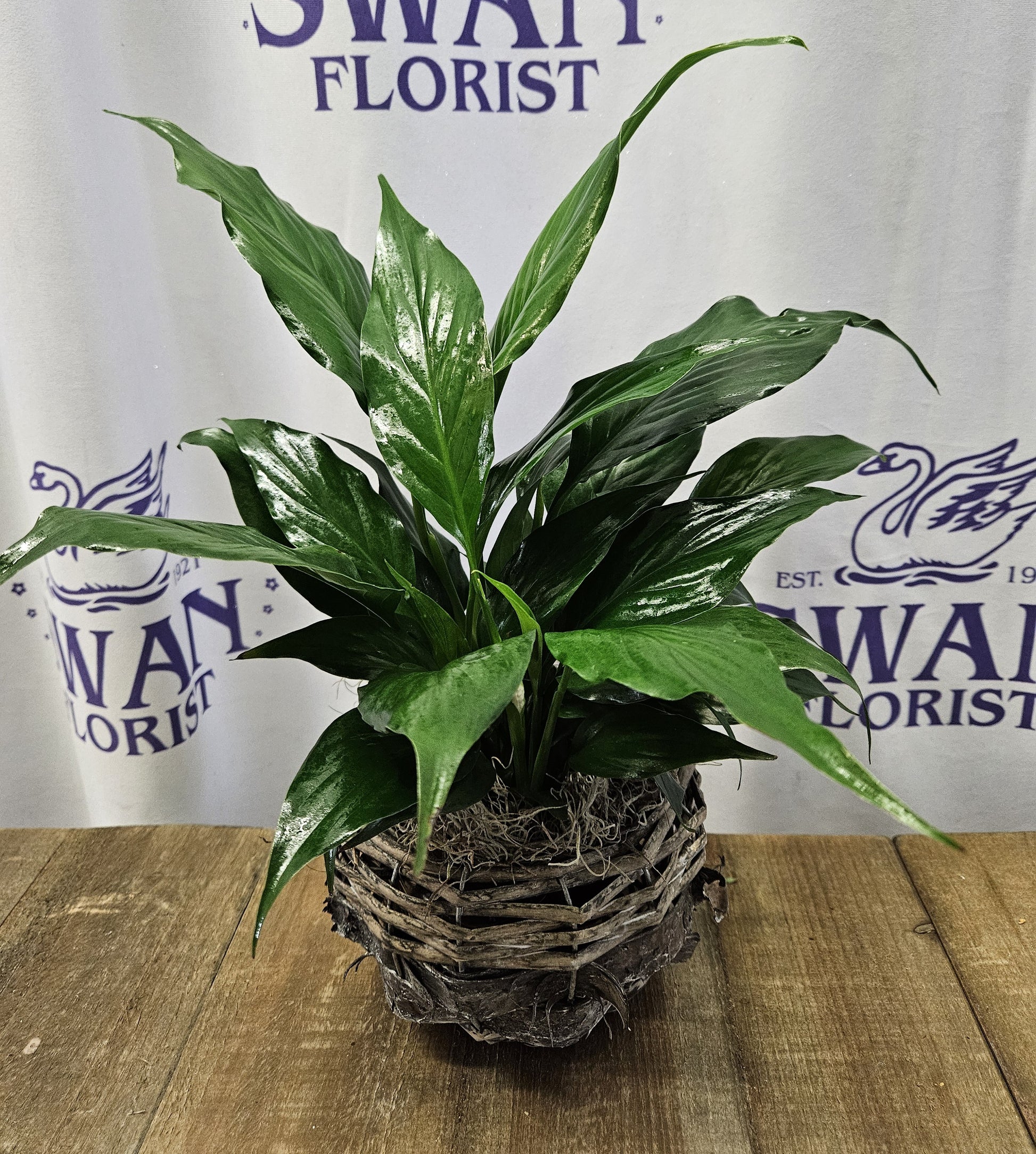 white silver peace lily Silver Mist Peace Lily – flower arrangement | Erlanger, KY