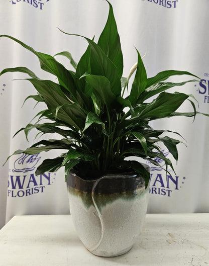 Serene Peace Plant – SWAN FLORAL & GIFT SHOP INC, Erlanger KY