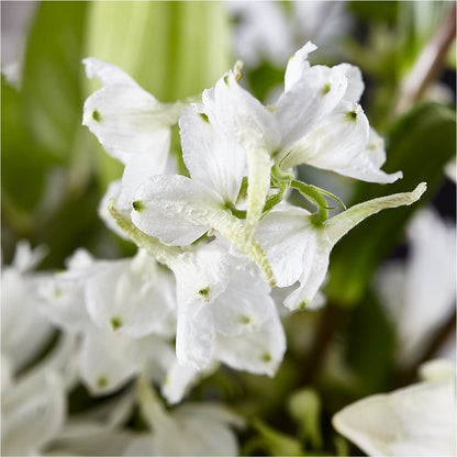Classic Ivory – A Florist Original – SWAN FLORAL & GIFT SHOP INC, Erlanger KY