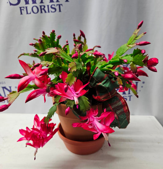 Merry Christmas Cactus