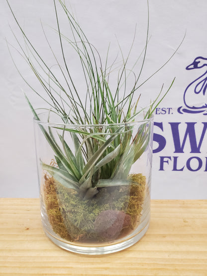 Tranquil Airplants